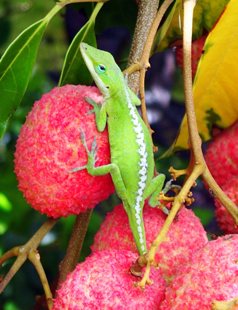 red lychee green anole