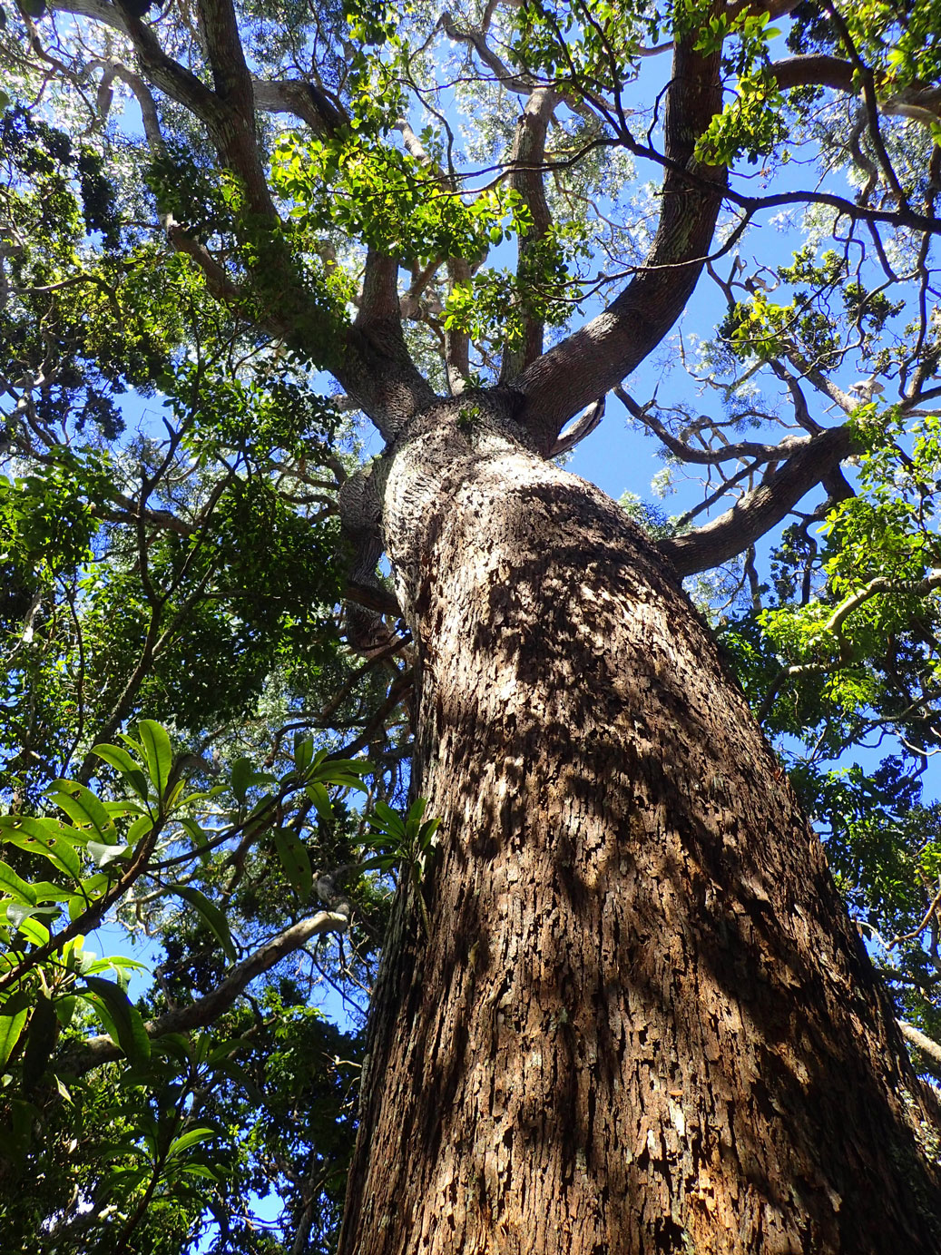 Old Koa Tree